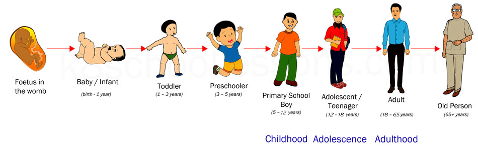 Human Life Cycle